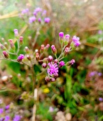 beautifull pink flowers in my garden