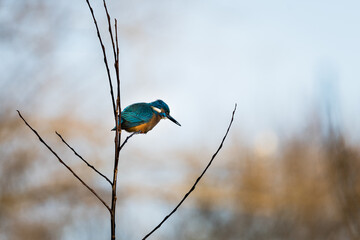 A beautiful bright turquoise king fisher in the nature