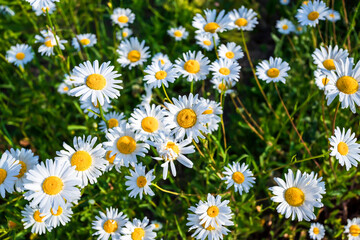 Fototapeta premium Green grass and chamomiles in the nature in sunny morning.