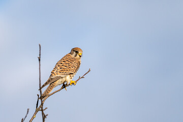 Common Kestrel (Falco tinnunculus) perched on a tree, hesse, germany