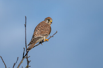 Common Kestrel (Falco tinnunculus) perched on a tree, hesse, germany