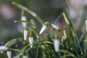 Obraz premium The snowdrops (Galanthus) begin to bloom in February