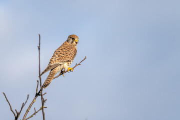 Common Kestrel (Falco tinnunculus) perched on a tree, hesse, germany