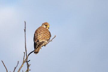 Common Kestrel (Falco tinnunculus) perched on a tree, hesse, germany