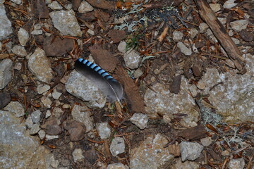 jolie plume sur le sol