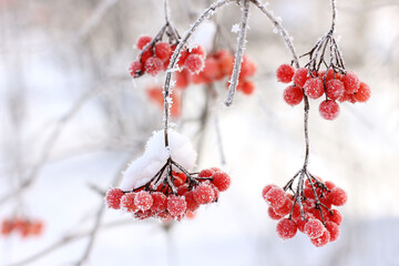 Winter frozen viburnum under the snow. Viburnum in the snow. Red berries. Wonderful winter....