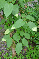 Leaves of actinidia kolomikta (Actinidia kolomikta (Maxim. & Rupr.) Maxim.)