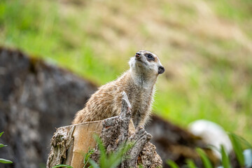 meerkat watching out for predators on a tree stump in a zoo