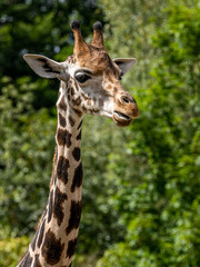 beautiful headshot of a giraffe in front of a green background