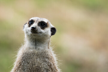 meerkat watching out for predators on a tree stump in a zoo