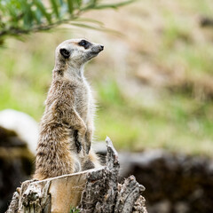 meerkat watching out for predators on a tree stump in a zoo