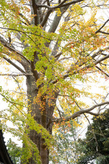 紅葉が始まるよ