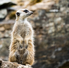 meerkat watching out for predators on a tree stump in a zoo