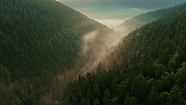 Aerial view of sunrise in the misty forest. Foggy golden sunset in mountains. Flying over green trees valley. Morning mist, country fields, sun rising above the horizon. Scenic nature landscape.