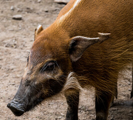 a brush ear pig wandeirng around in a zoo