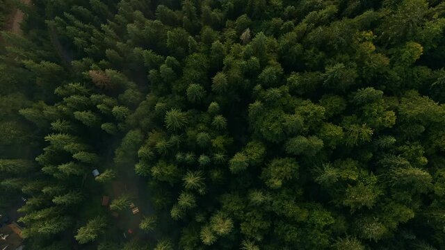 Aerial top view of green trees in the misty forest. Flying over the mountains, valley and pine peaks. Countryside fields, panoramic nature landscape texture. Scenic natural pattern background.