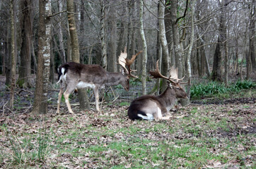 Obraz na płótnie Canvas wild brown deer with horns in the forest rests in the winter in front of a pond