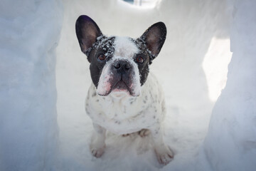 French bulldog in snowy garden at winter.