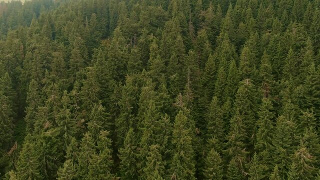 Aerial top view of green trees in the misty forest. Flying over the mountains, valley and pine peaks. Countryside fields, panoramic nature landscape texture. Scenic natural pattern background.