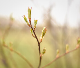 buds of willow