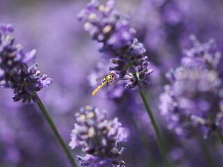 Eine Biene in Lavendelblüten