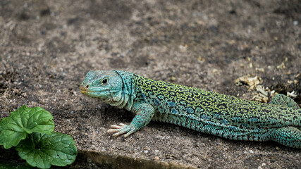 clouseup of an ocellated lizard in the zoo