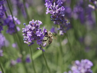 Eine Biene in Lavendelblüten