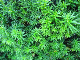 green moss background