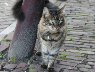 a grey cat walks down the street