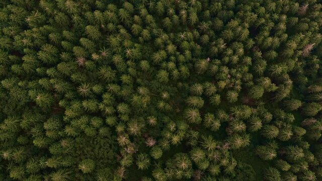 Aerial top view of green trees in the misty forest. Flying over the mountains, valley and pine peaks. Countryside fields, panoramic nature landscape texture. Scenic natural pattern background.