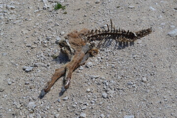 chamois en décomposition