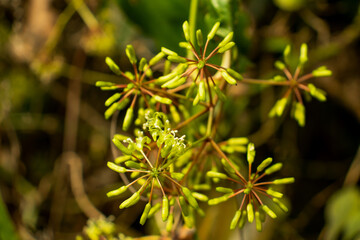 Umbelliferae, Apiaceae or Rough Chervil that temulentum wild tree
