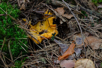 Small red chanterelle mushrooms hide in moss, fallen needles and leaves