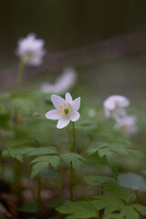 White spring flowers, snowdrops in the forest. Anemone nemorosa - wood anemone, windflower, thimbleweed, and smell fox. Romantic soft gentle artistic image.