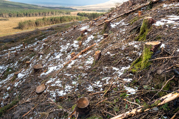 Freshly cut forest on a hill, Snow patches on the ground. County Sligo, Ireland. Forest management and industry concept