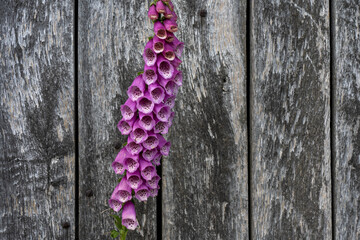 closeup of a foxglove flower with a wooden background in summertime in the nature preservation area...