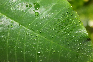 tropical leaf with water drops