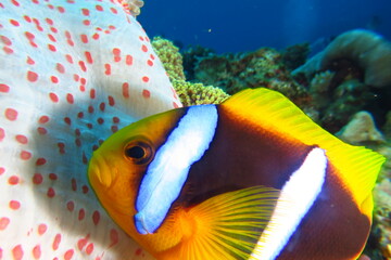 Fish 3