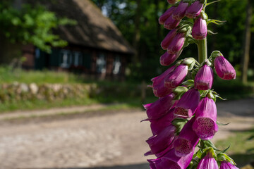 closeup of a foxglove flower in summertime in the nature preservation area of the lueneburger heide