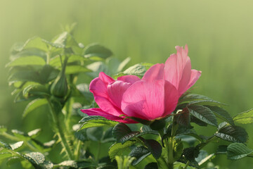 pink rose in the garden for natural background