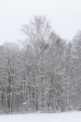 Winter scene with trees covered with snow in a blizzard. Shot in Sweden, Scandinavia