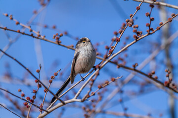 long-tailed tit small passerine woods and fields europe © francescodemarco