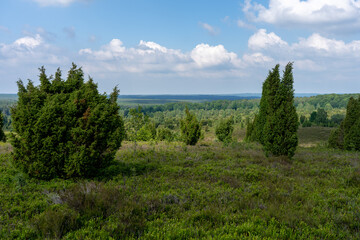 Fototapeta na wymiar beautiful hillside landscape in the nature preservation area of the lueneburger heide