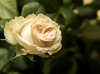 Beautiful yellow rose close up. Summer plant in nature.