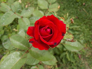 Rosas