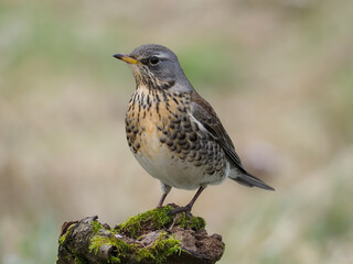 Fieldfare, Turdus pilaris