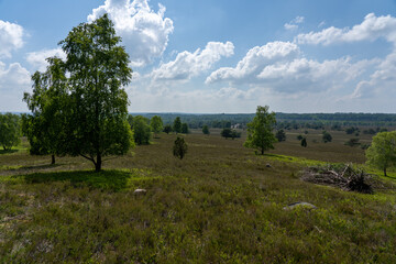 beautiful hillside landscape in the nature preservation area of the lueneburger heide