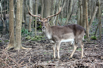 Naklejka na ściany i meble wild brown deer with horns in the forest rests in the winter in front of a pond