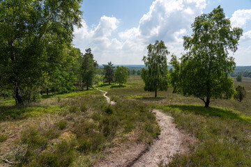 Fototapeta na wymiar beautiful hillside landscape in the nature preservation area of the lueneburger heide