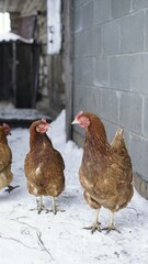 Chickens in winter. Hens - layers in the winter in the yard.